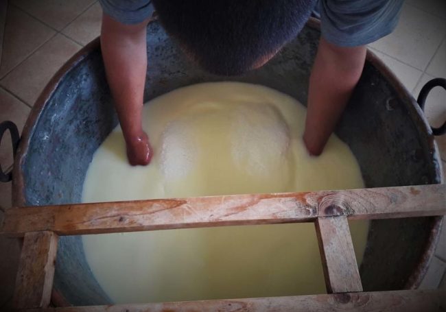 Zaraz powstanie pierwsza forma pecorino czyli owczego sera