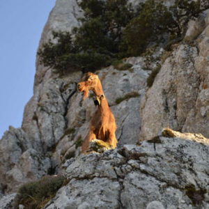 sardynia siniscola baronia gorskie wedrowki montalbo gory