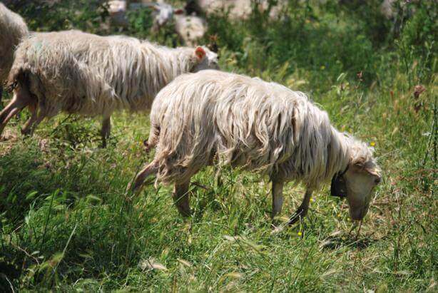 Sardyńskie owieczki