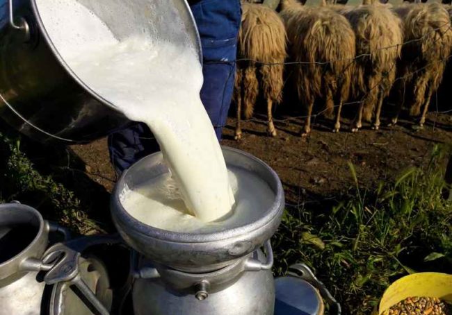 sardynia wycieczki siniscola baronia la caletta warsztaty serowe przewodnik