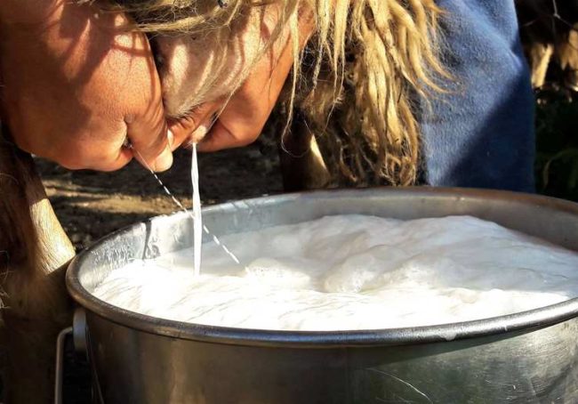 Giordano, wciąż doi ręcznie ok 200 owiec