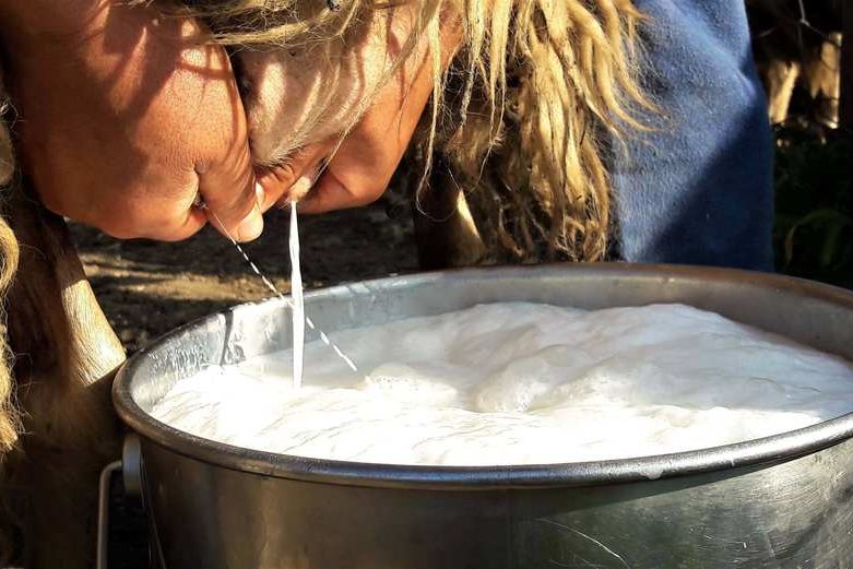 Giordano, wciąż doi ręcznie ok 200 owiec