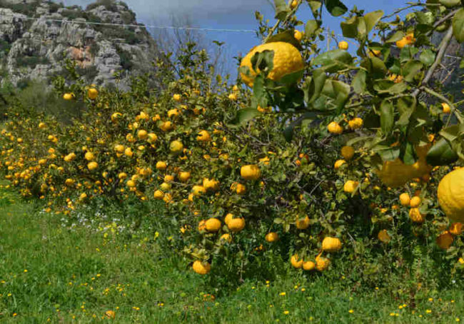 sardynia-baronia-siniscola-pompia-wycieczki-slow-food-francesca-pau