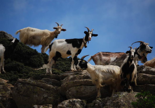Ciekawskie kozy