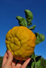 Sardynia pompia siniscola slow food francesca pau