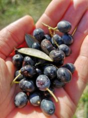 dzikie oliwki zbiory siniscola lacaletta wakacje wycieczki