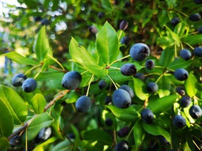 sardynia mirto siniscola warsztaty likiery nalewki