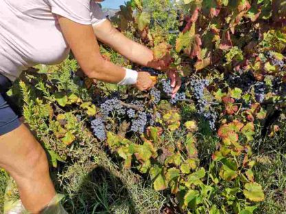 Winobranie na Sardynii