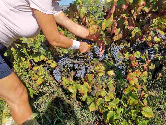 Winobranie na Sardynii