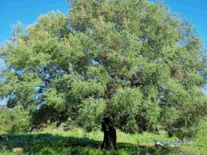 sardynia siniscola wakacje zbiory oliwek dzikie