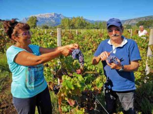 Winobranie na Sardynii