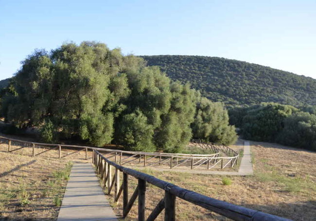 sardynia-gallura-dzikieoliwki-najstrszedrzewanasardynii-wycieczki-luras